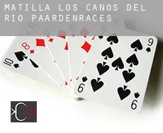 Matilla de los Caños del Río paardenraces