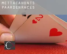 Mettacahonts  paardenraces