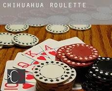 Chihuahua  roulette