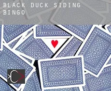 Black Duck Siding  bingo
