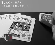 Black Oak paardenraces