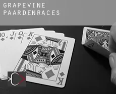Grapevine  paardenraces