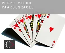 Pedro Velho paardenraces