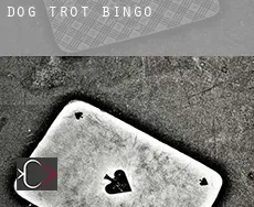 Dog Trot  bingo