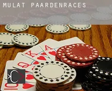 Mulat paardenraces