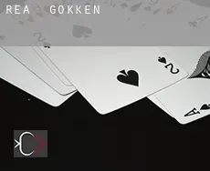 Rea  gokken