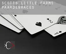 Scotts Little Farms paardenraces